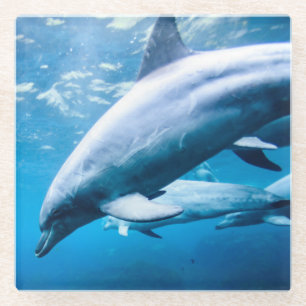 Dolphins Underwater Glass Coaster