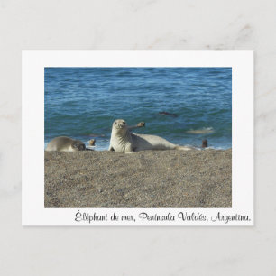 Dom ELPHANT Postcard