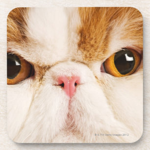 Domestic cat. Calico Harlequin Persian. Close up Coaster