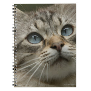 Domestic cat notebook