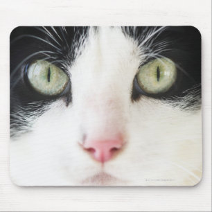 Domestic cat portrait mouse pad