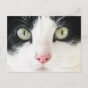 Domestic cat portrait postcard