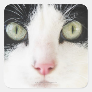 Domestic cat portrait square sticker