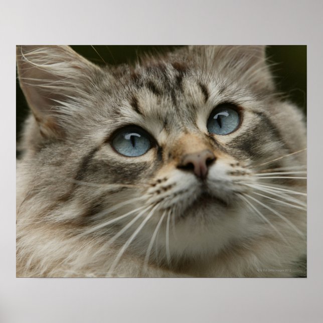 Domestic cat poster (Front)