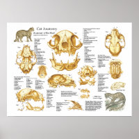 Domestic Cat Skull Anatomy Poster