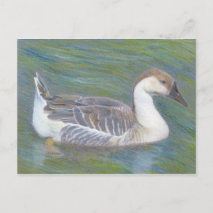 Domestic Goose Fine Art Animal Postcard