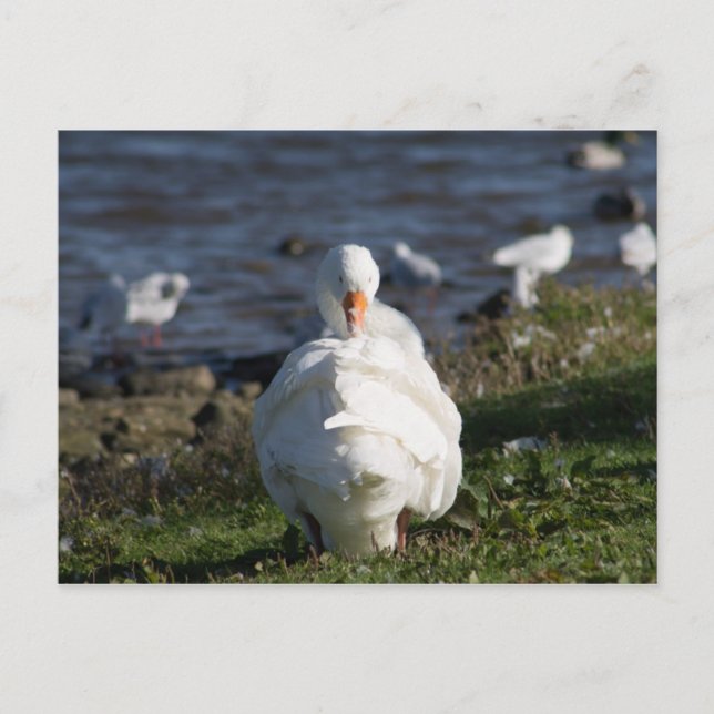 Domestic Goose preening Postcard (Front)