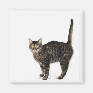 Domestic male tabby cat standing magnet