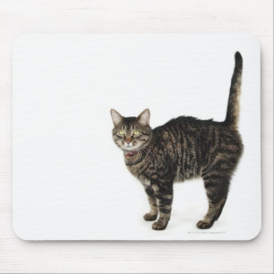 Domestic male tabby cat standing mouse pad