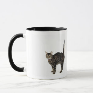Domestic male tabby cat standing mug