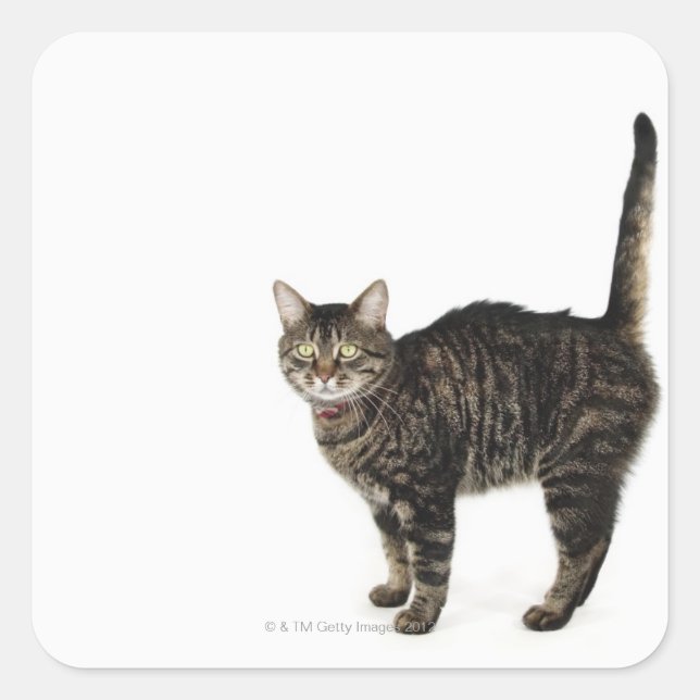 Domestic male tabby cat standing square sticker (Front)