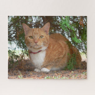 Domestic Orange Ginger Tabby Cat Jigsaw Puzzle