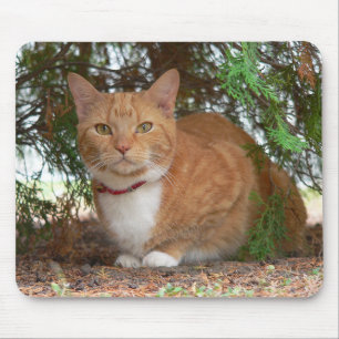 Domestic Orange Ginger Tabby Cat Mouse Pad