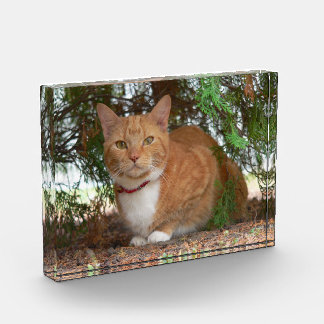 Domestic Orange Ginger Tabby Cat Photo Block