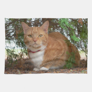 Domestic Orange Ginger Tabby Cat Tea Towel