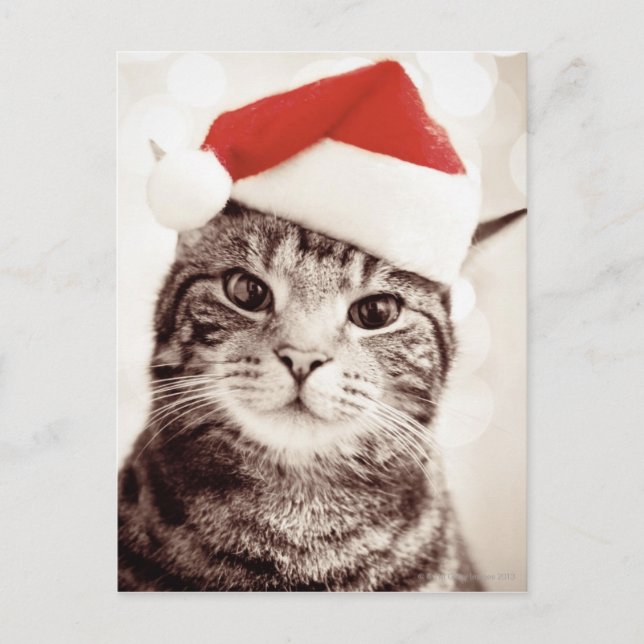 Domestic tabby cat wearing red Christmas hat Holiday Postcard (Front)