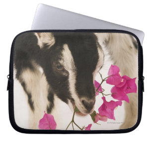 Domesticated British Alpine goat (kid). Black Laptop Sleeve