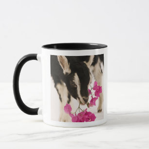 Domesticated British Alpine goat (kid). Black Mug