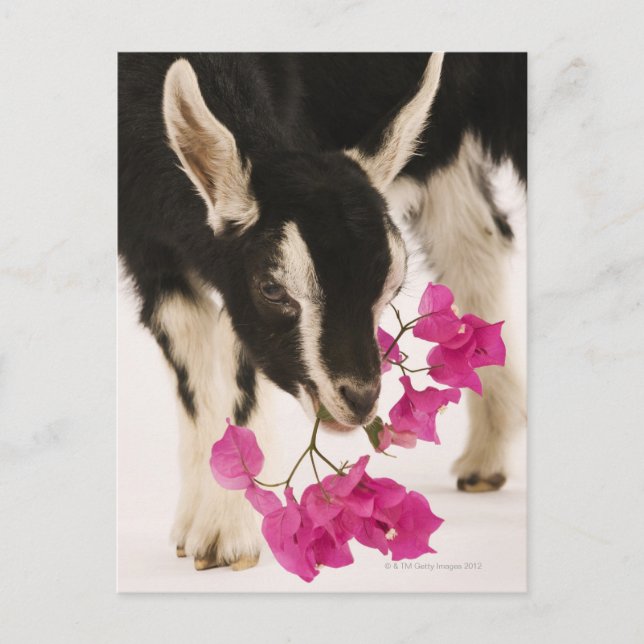 Domesticated British Alpine goat (kid). Black Postcard (Front)