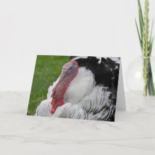 Domesticated Turkey Holiday Card