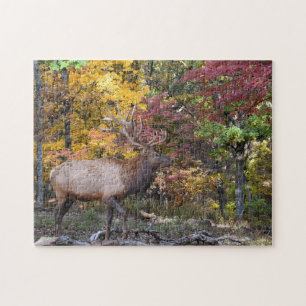 Dominant Bull Elk Autumn Rut Jigsaw Puzzle