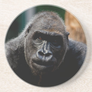 Dominant Primate Gorilla Ape Coaster