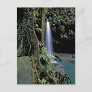 Dominica, Emerald Pool, Waterfall. Postcard