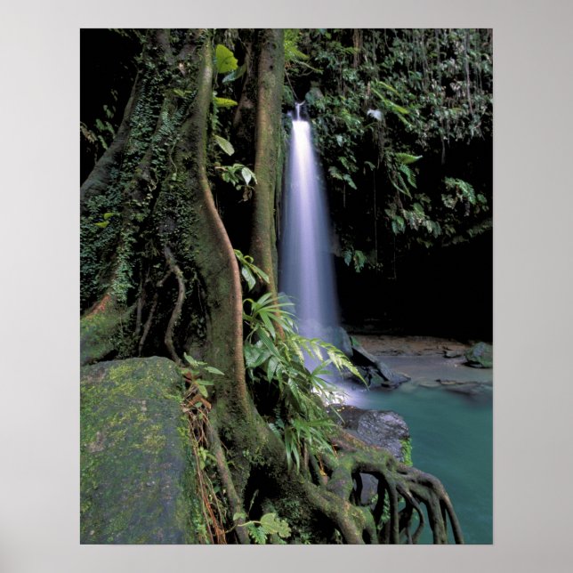 Dominica, Emerald Pool, Waterfall. Poster (Front)