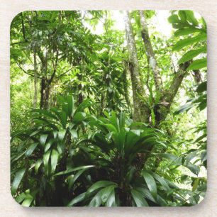 Dominican Rain Forest I Tropical Green Nature Coaster