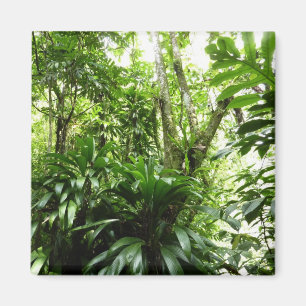Dominican Rain Forest I Tropical Green Nature Magnet