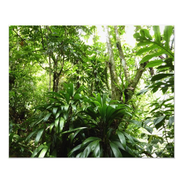 Dominican Rain Forest I Tropical Green Nature Photo Print (Front)