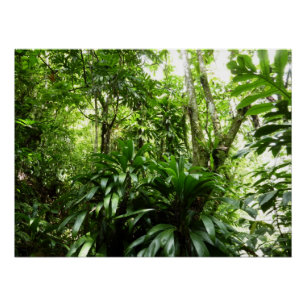 Dominican Rain Forest I Tropical Green Nature Poster