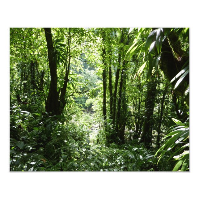 Dominican Rain Forest II Tropical Green Photo Print (Front)