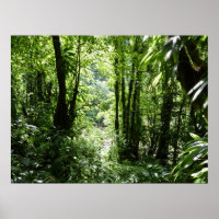 Dominican Rain Forest II Tropical Green