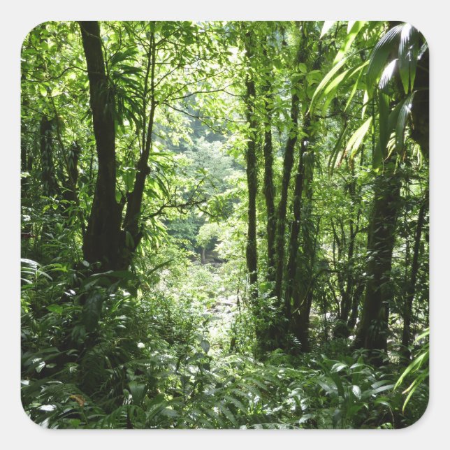 Dominican Rain Forest II Tropical Green Square Sticker (Front)