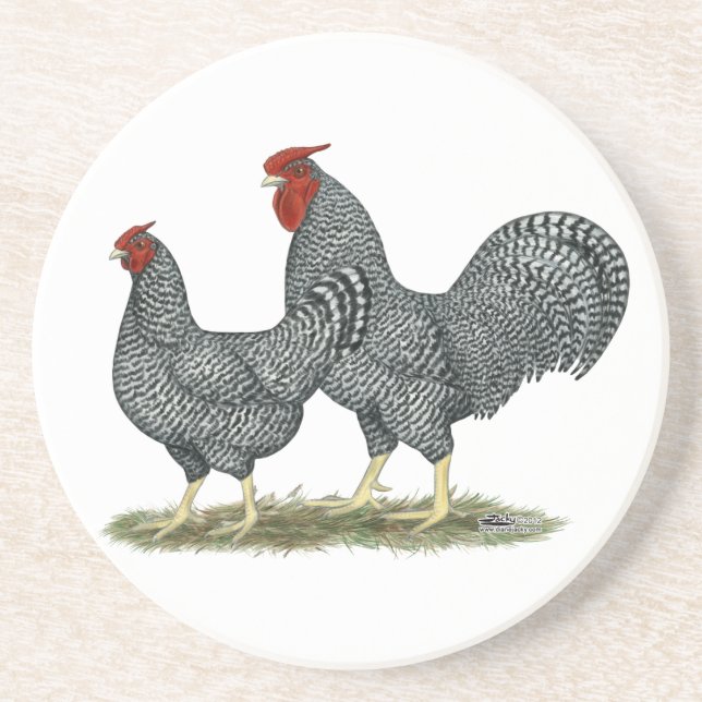 Dominique Chickens Coaster (Front)