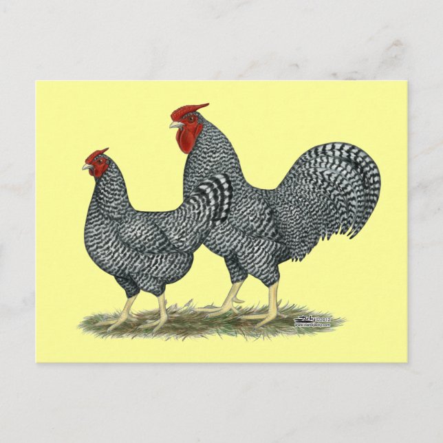 Dominique Chickens Postcard (Front)