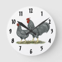 Dominique Chickens