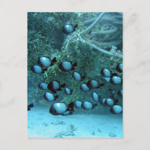 Domino Damsel Fishes Postcard