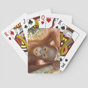 Donald Orangutan at Borneo Care Centre Playing Car Cards