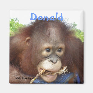 Donald Orangutan Orphan Borneo OFI Magnet