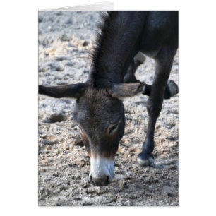 Donkey