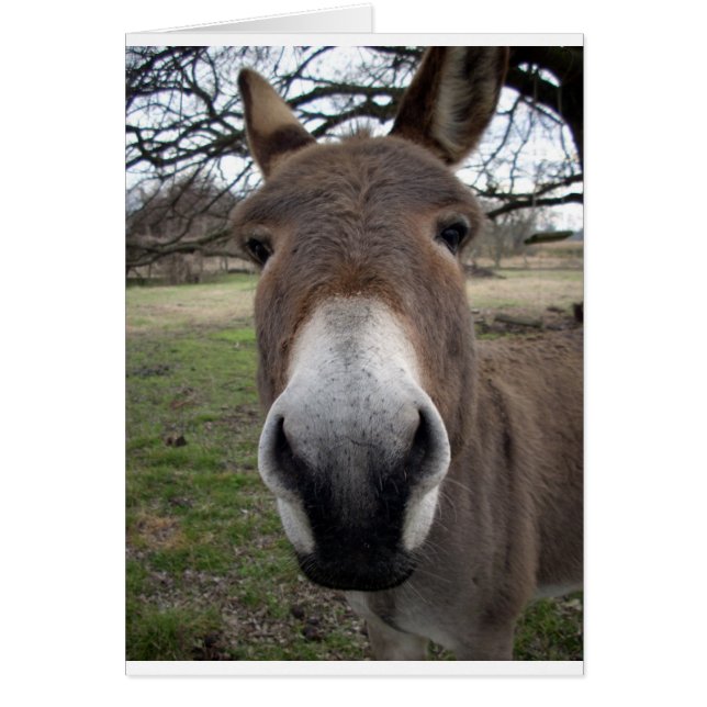 DONKEY (Front)