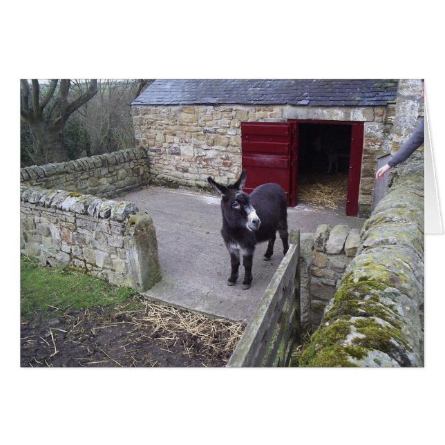 Donkey (Front Horizontal)