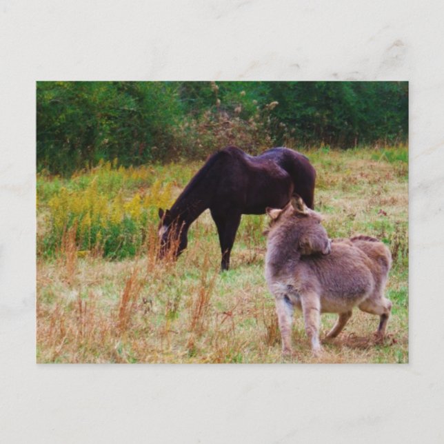 Donkey and horse in a Fall Field. Postcard (Front)