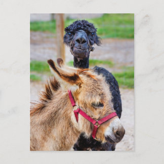 Donkey and lama postcard