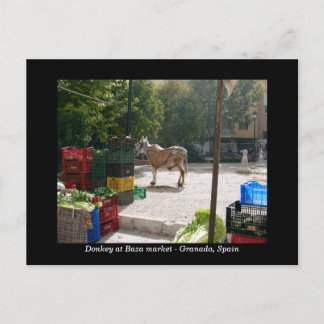 Donkey at Baza market - Granada, Spain Postcard