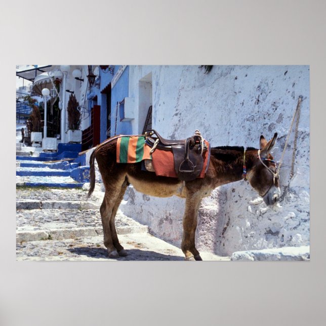 Donkey, Fira Santorini, Greece Poster (Front)