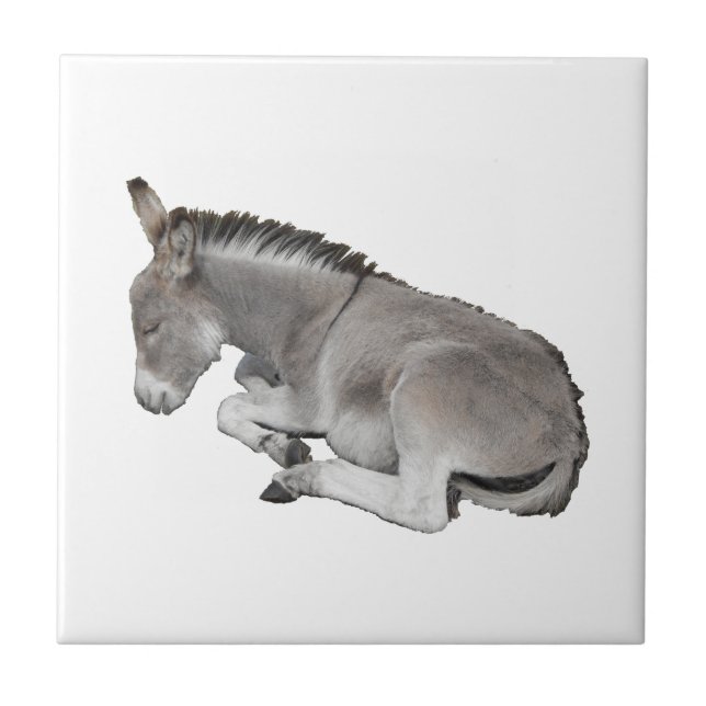Donkey Foal Ceramic Tile (Front)