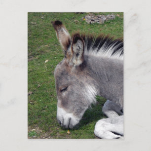 Donkey Foal Portrait Postcard